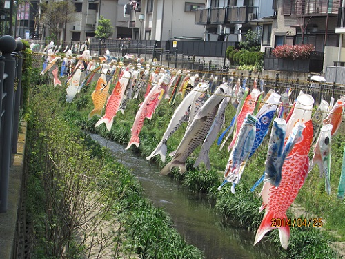 H27.5 こいのぼり (3).JPG