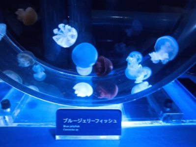 すみだ水族館.05.jpg
