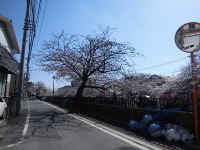 大岡川　さくら道　2015.03.001.jpg