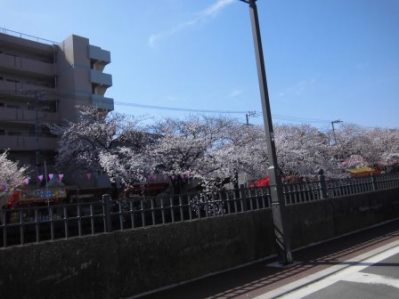 大岡川　さくら道　2015.03.002.jpg