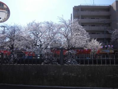 大岡川　さくら道　2015.03.003.jpg