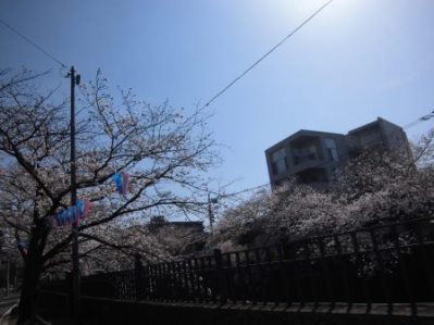 大岡川　さくら道　2015.03.004.jpg