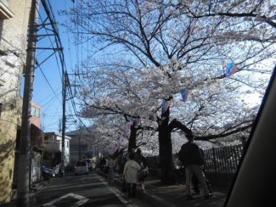 大岡川　さくら道　2015.03.007.jpg