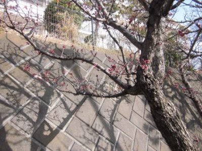 梅の開花.02.jpg