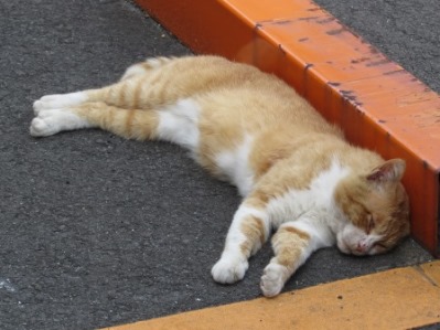 梅雨明け　猫バテ.03.jpg